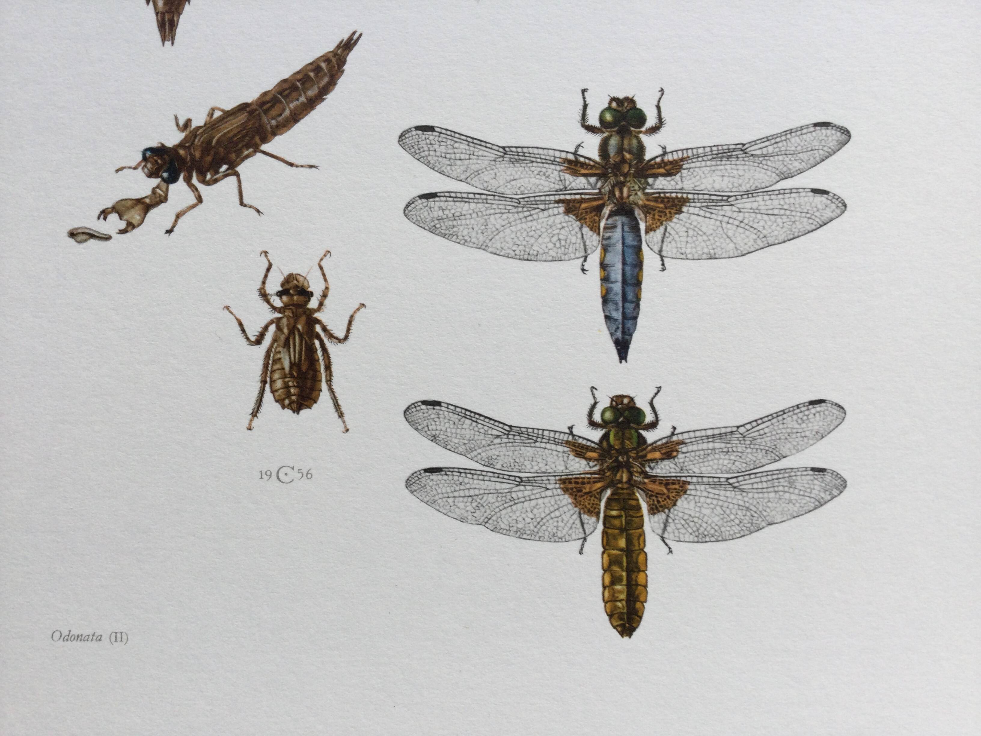 Illustration ancienne "insectes", années 60.