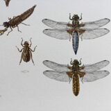 Old illustration "insects", 1960s.