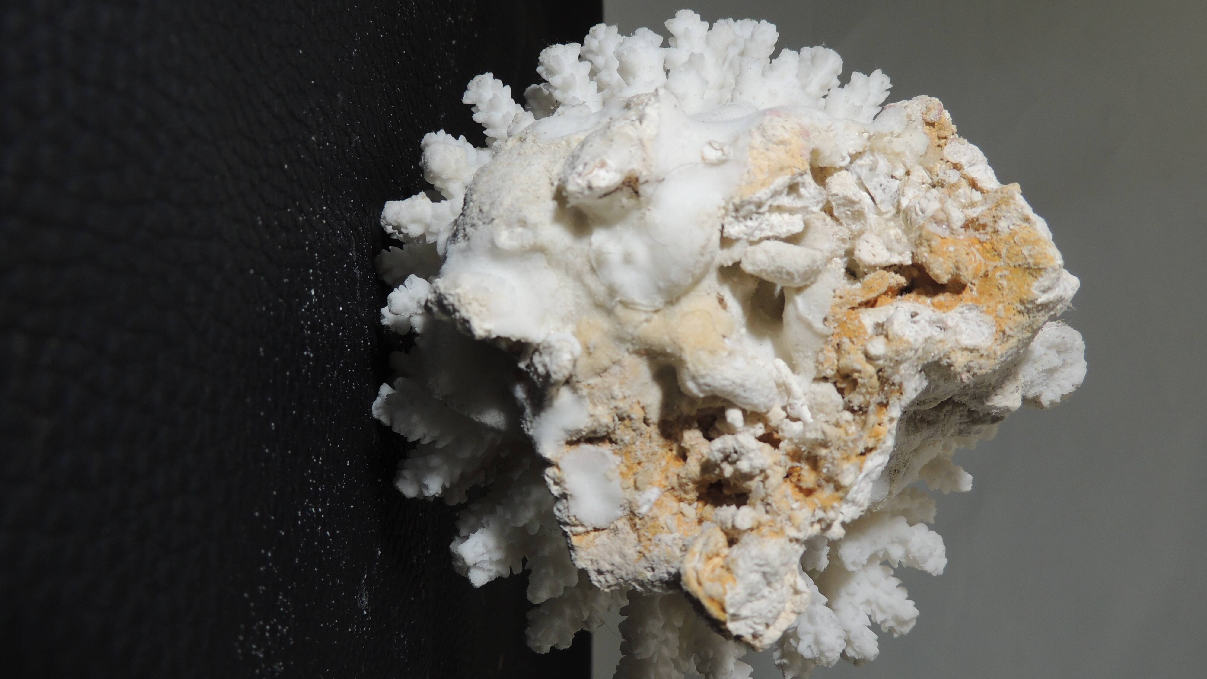 Sea coral cluster white/vintage