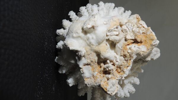 Corail de mer cluster blanc /vintage