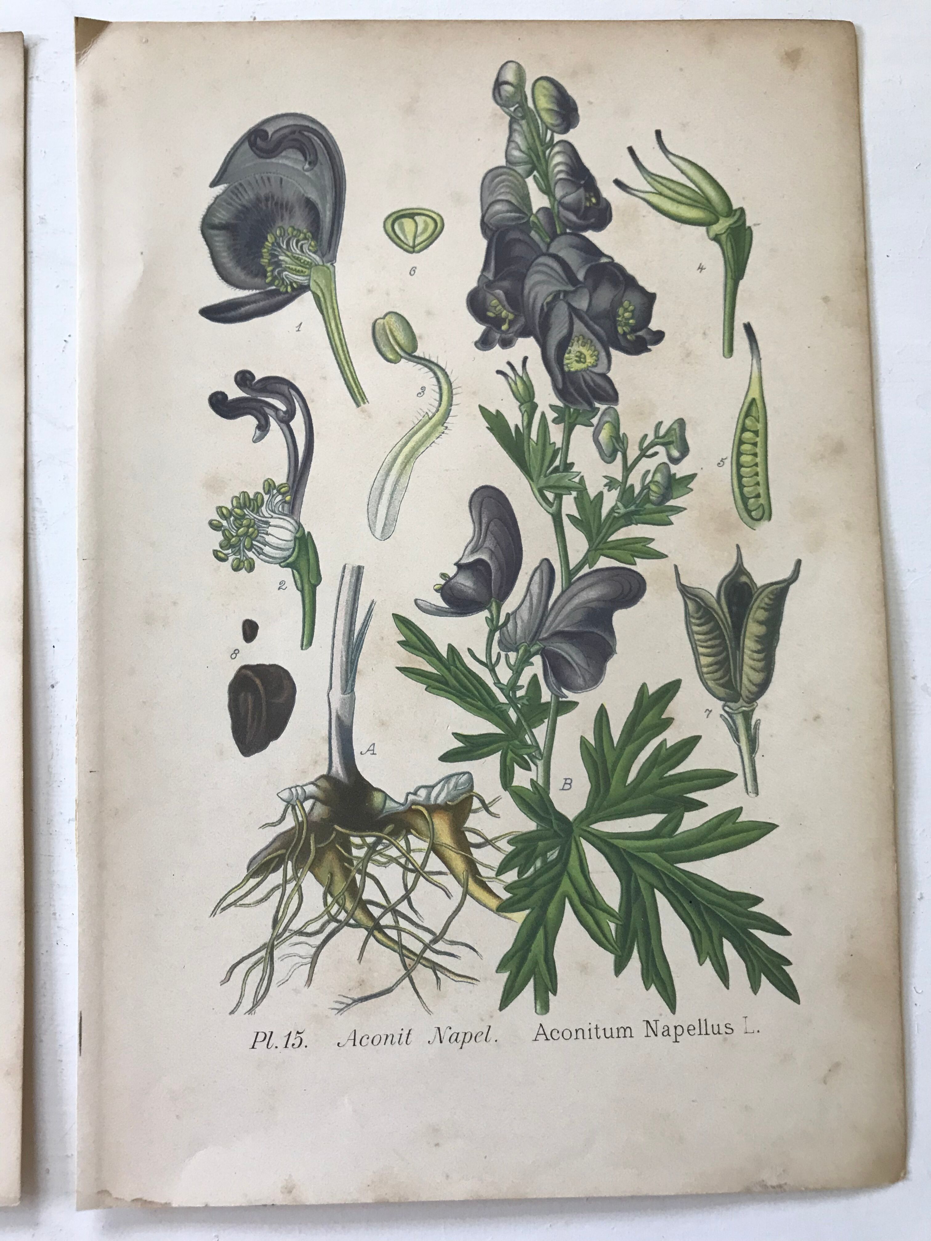 Botanical plates NINETEENTH