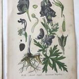 Botanical plates NINETEENTH