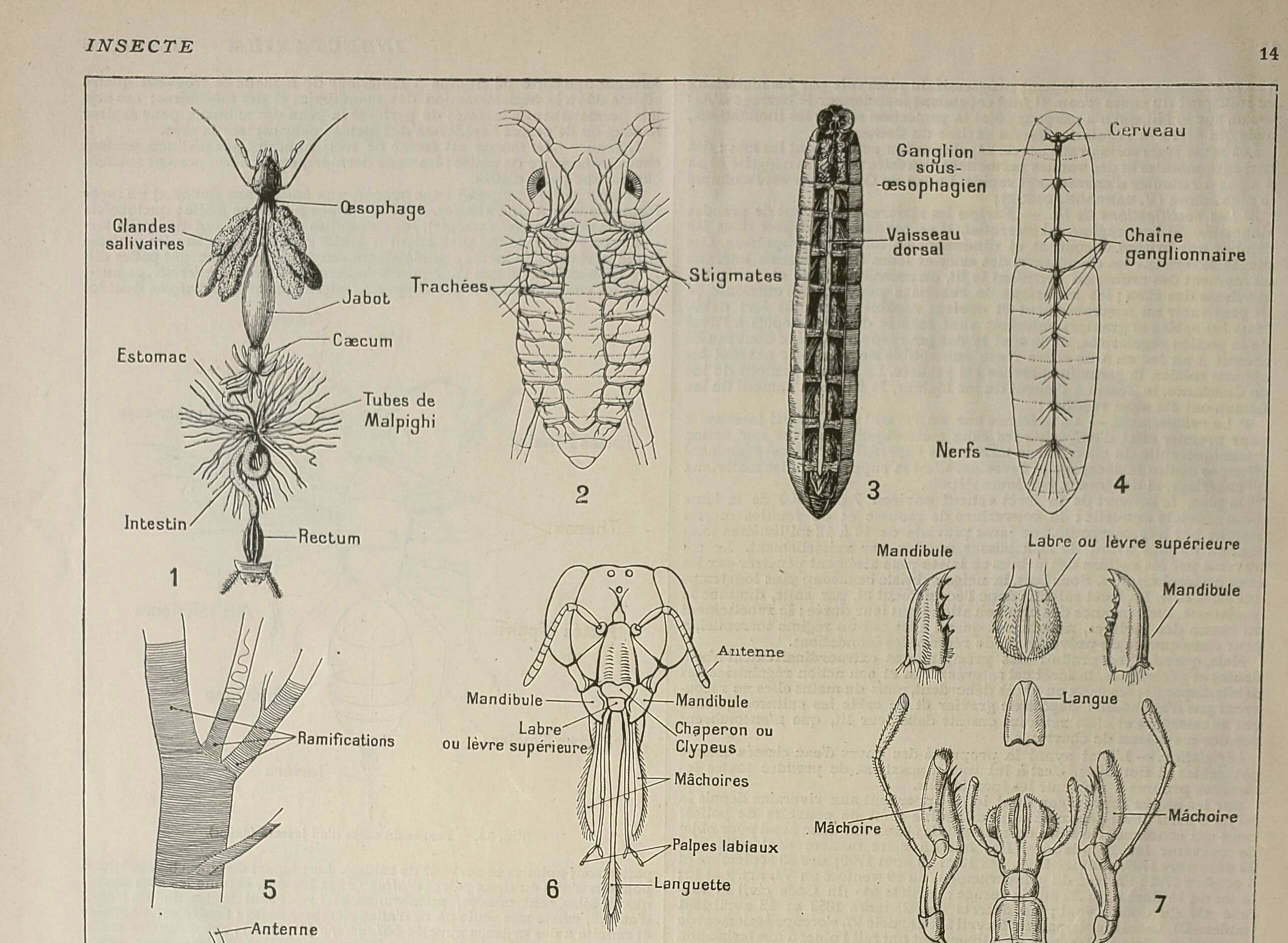 Antique engraving 1922 - Anatomy of insects, antenna, lips