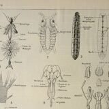 Gravure ancienne 1922 - Anatomie des insectes