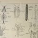 Gravure ancienne 1922 - Anatomie des insectes