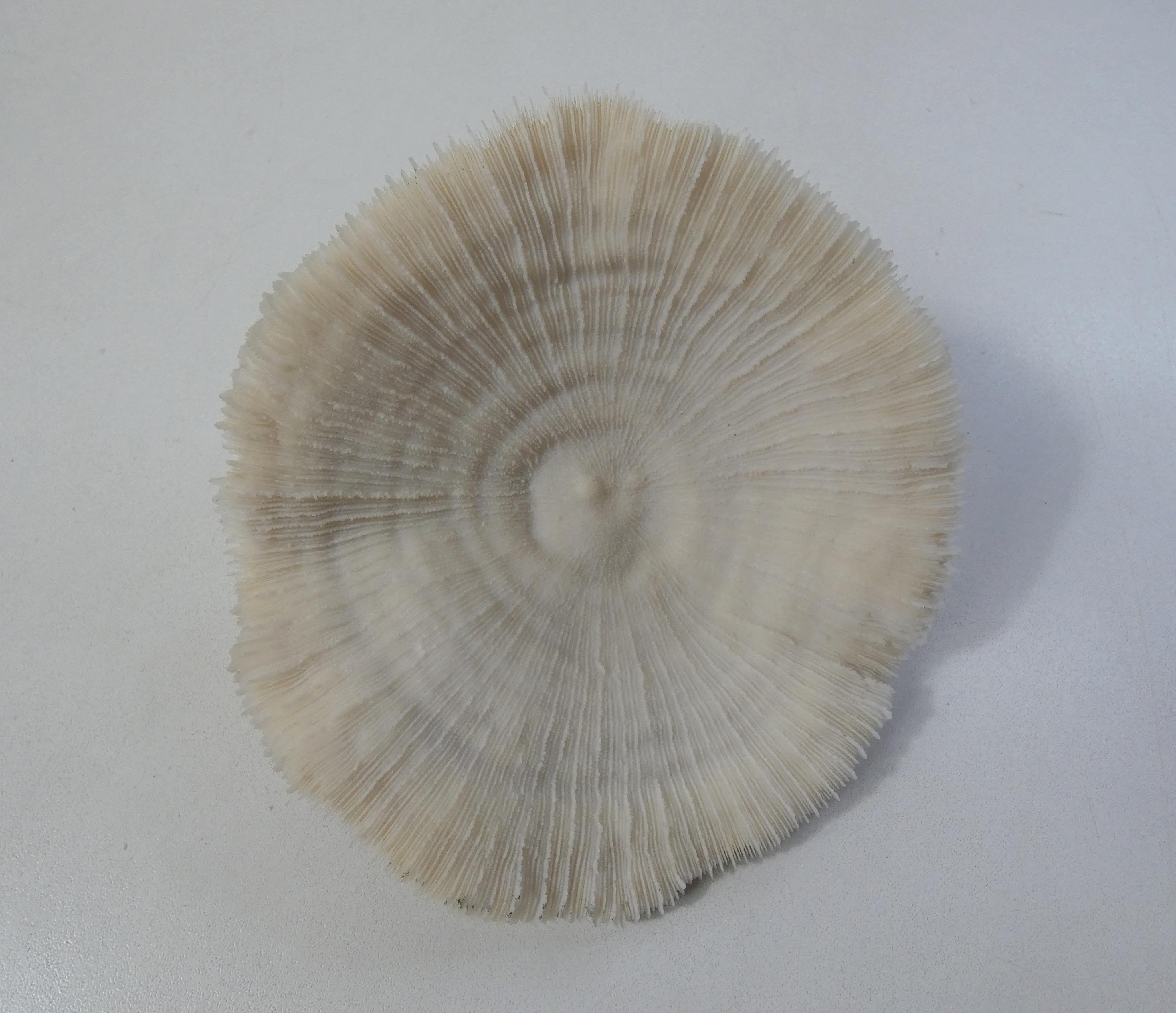 Corail blanc 314g