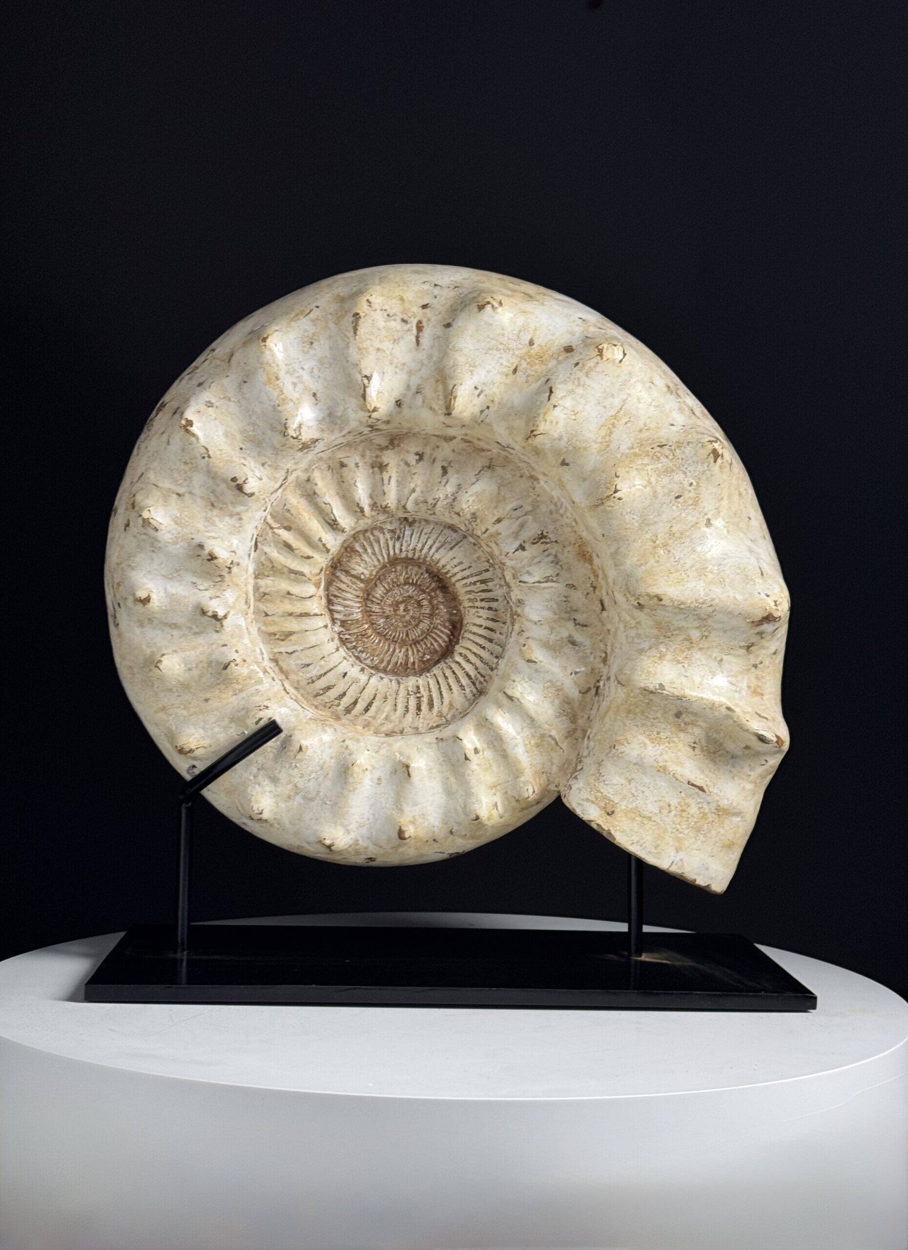 Fossile d'ammonite sur support