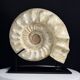 Fossile d'ammonite sur support