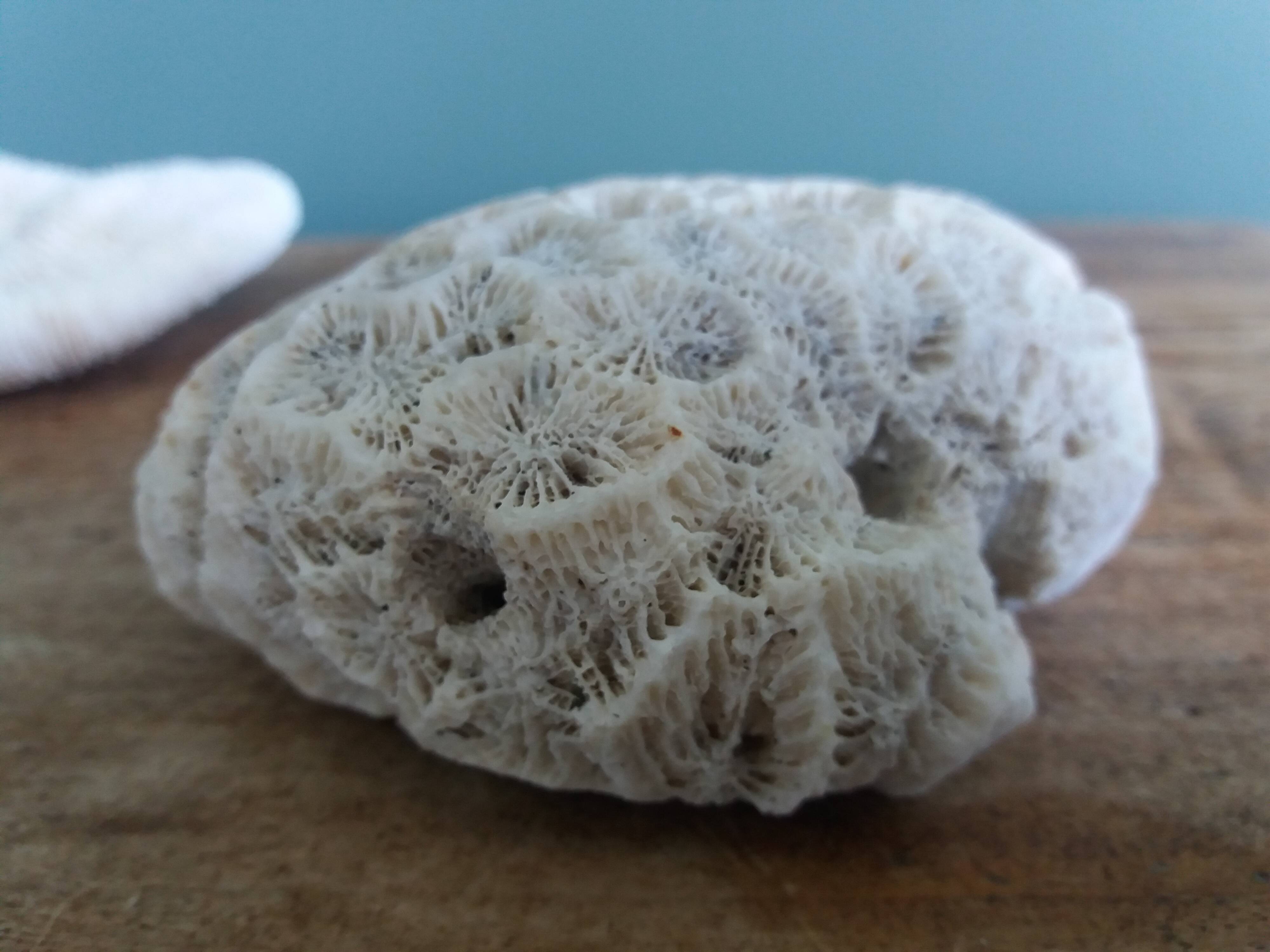 mushroom coral Fungia and Mussismilia brain coral