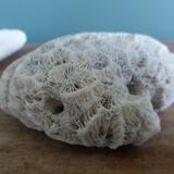 mushroom coral Fungia and Mussismilia brain coral