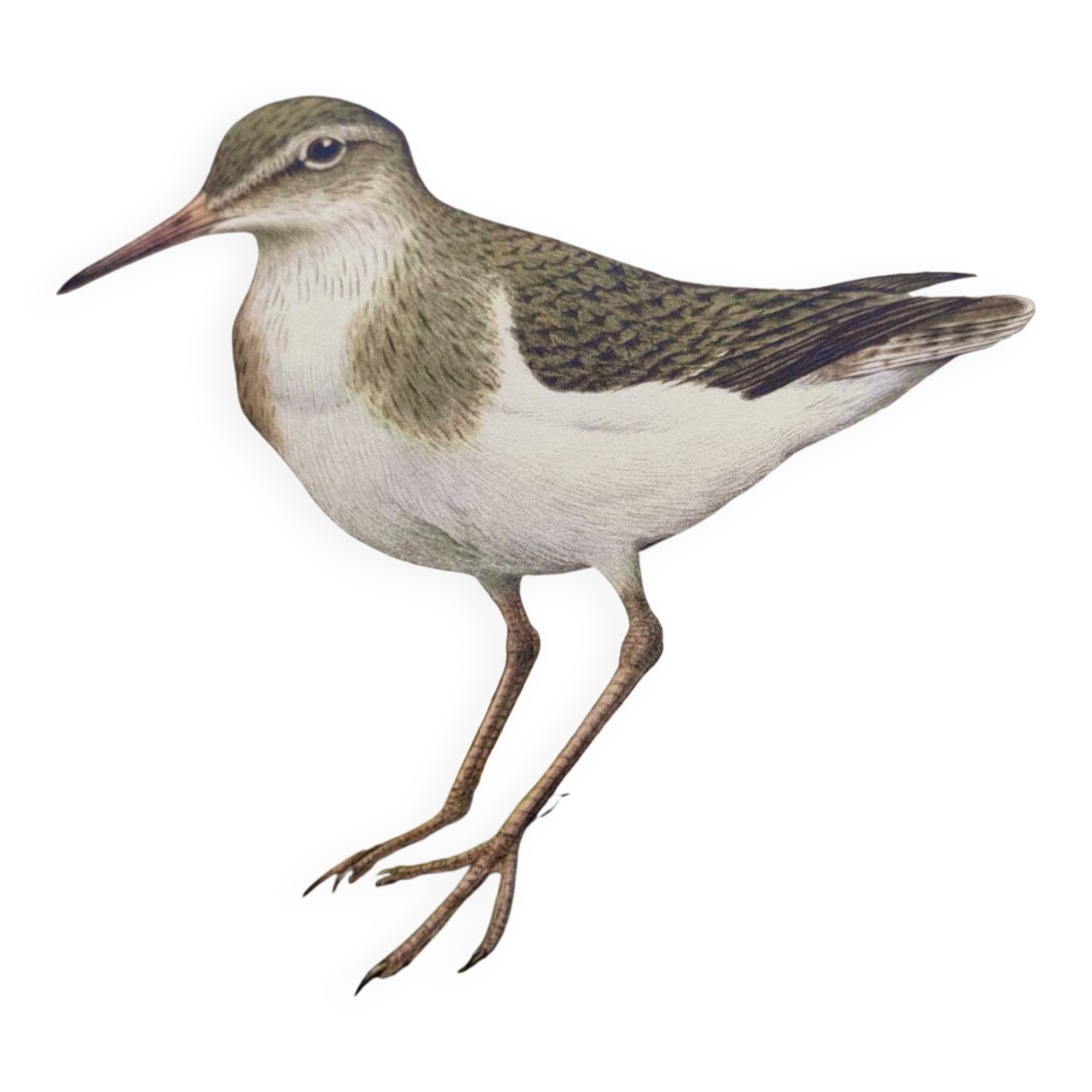 Antique bird illustration from the 1960s - Common Sandpiper - Plate