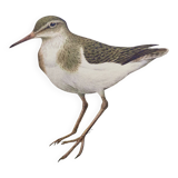 Antique bird illustration from the 1960s - Common Sandpiper - Plate