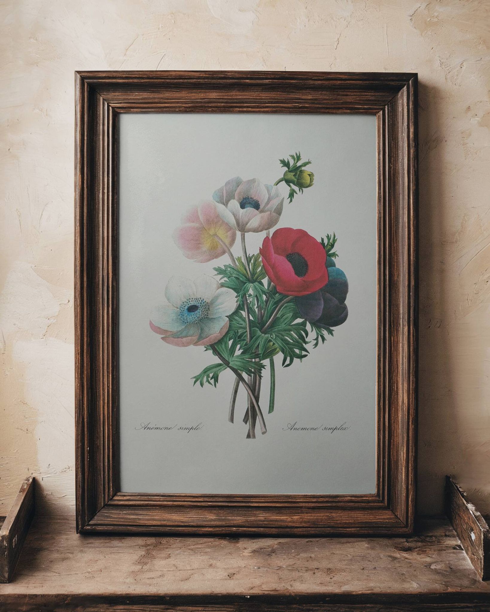 Original illustrated plate Simple anemone
