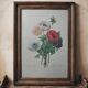 Original illustrated plate Simple anemone