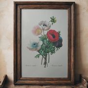 Original illustrated plate Simple anemone