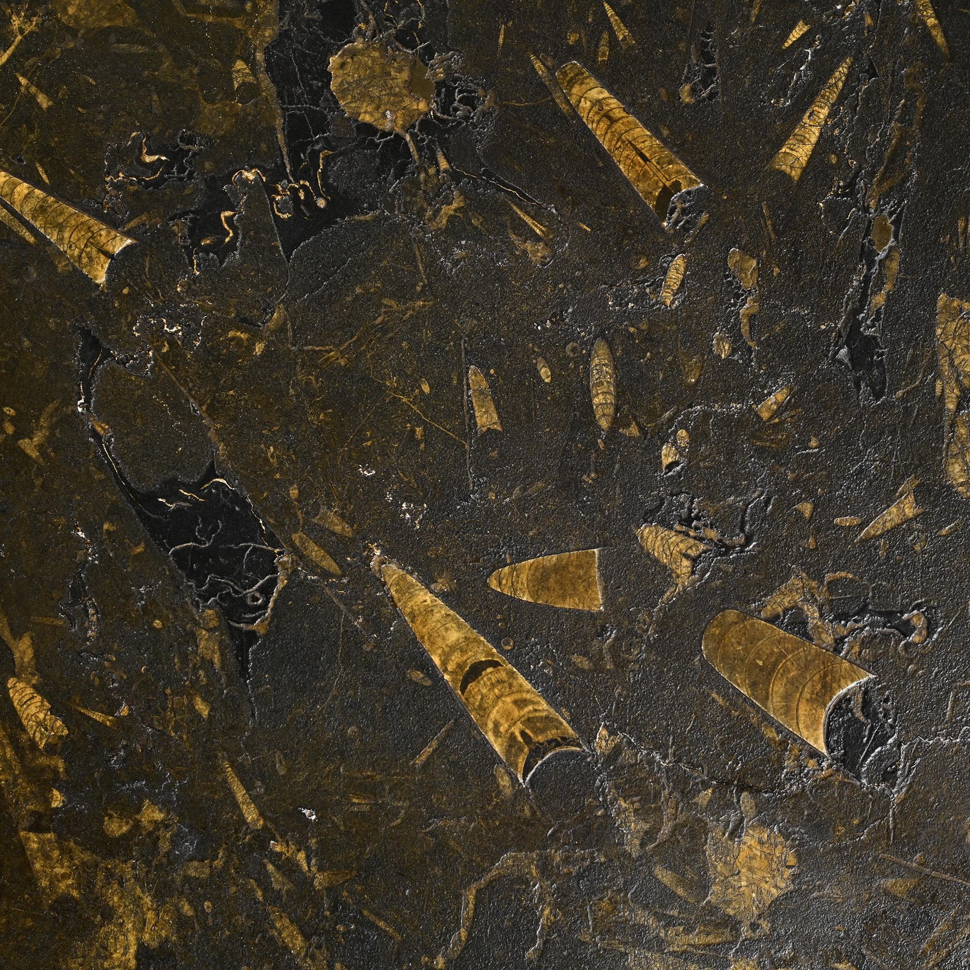 Fossil stone coffee table, Fossile collection, Switzerland, circa 1980.