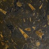 Fossil stone coffee table, Fossile collection, Switzerland, circa 1980.