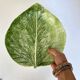 Plat feuille en céramique