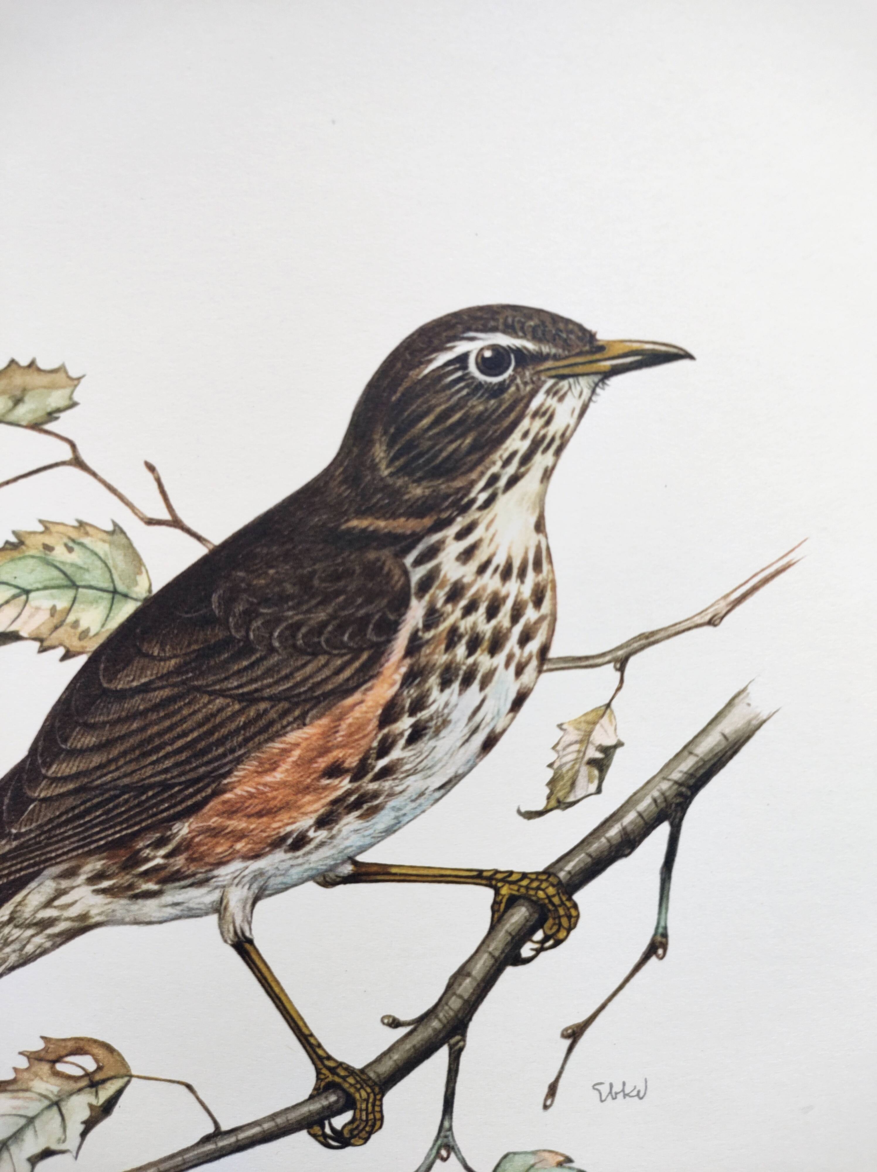 Old bird plate from the 1960s - Redwing - Vintage nature illustration