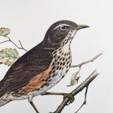 Planche ancienne oiseaux Années 1960 - Grive Mauvis - Illustration nature vintage