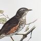 Old bird plate from the 1960s - Redwing - Vintage nature illustration