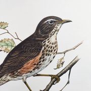Old bird plate from the 1960s - Redwing - Vintage nature illustration