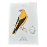 Vintage botanical board bird engraving 19th