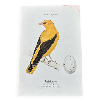 Planche botanique vintage gravure oiseau 19e