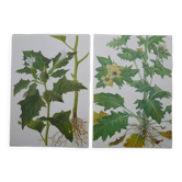 Set of 2 botanical boards Geigy