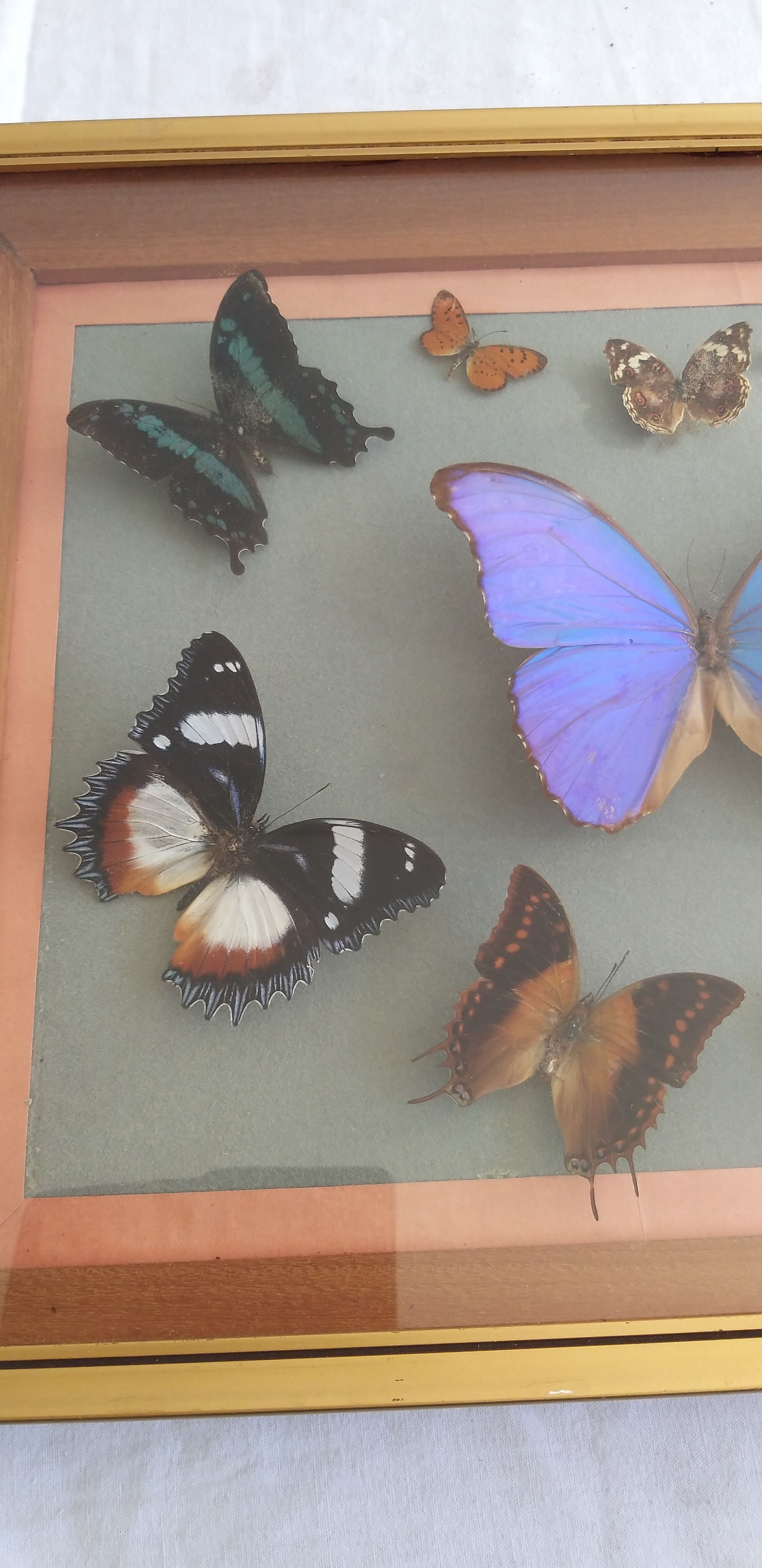 Frame 10 naturalised butterflies