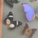 Frame 10 naturalised butterflies