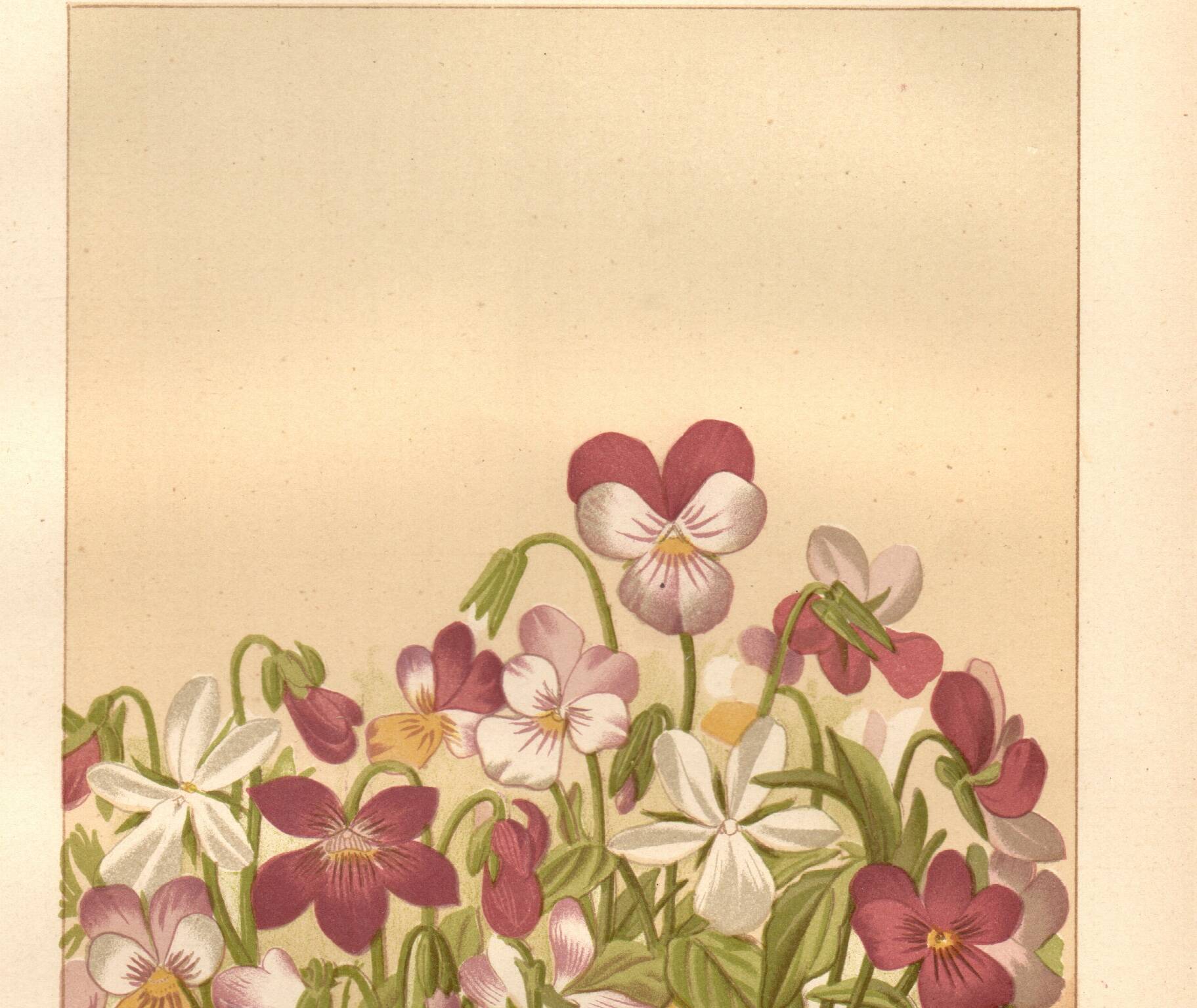 Botanical engraving from 1889 - Violet - Antique natural floral plate