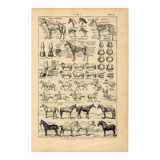 Old engraving from 1923 - Anatomy and breeds of the horse by A. Millot