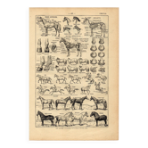 Gravure ancienne de 1923 - Anatomie et races du cheval par A. Millot