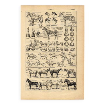 Old engraving from 1923 - Anatomy and breeds of the horse by A. Millot