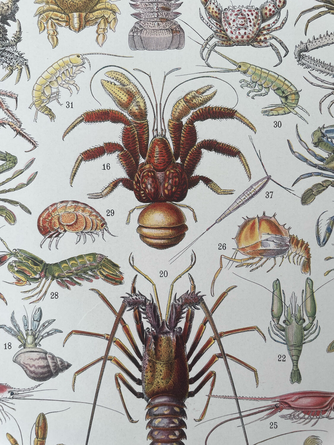 Set of 2 lithographs on the marine world