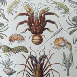 Set of 2 lithographs on the marine world