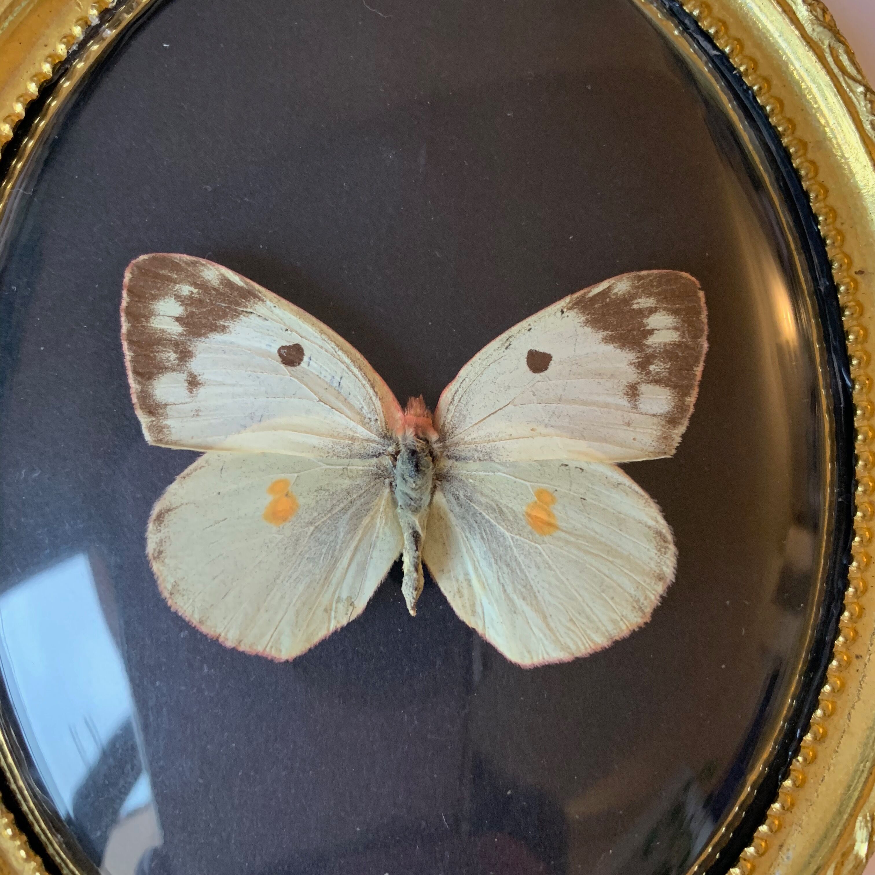 Butterfly under curved frame
