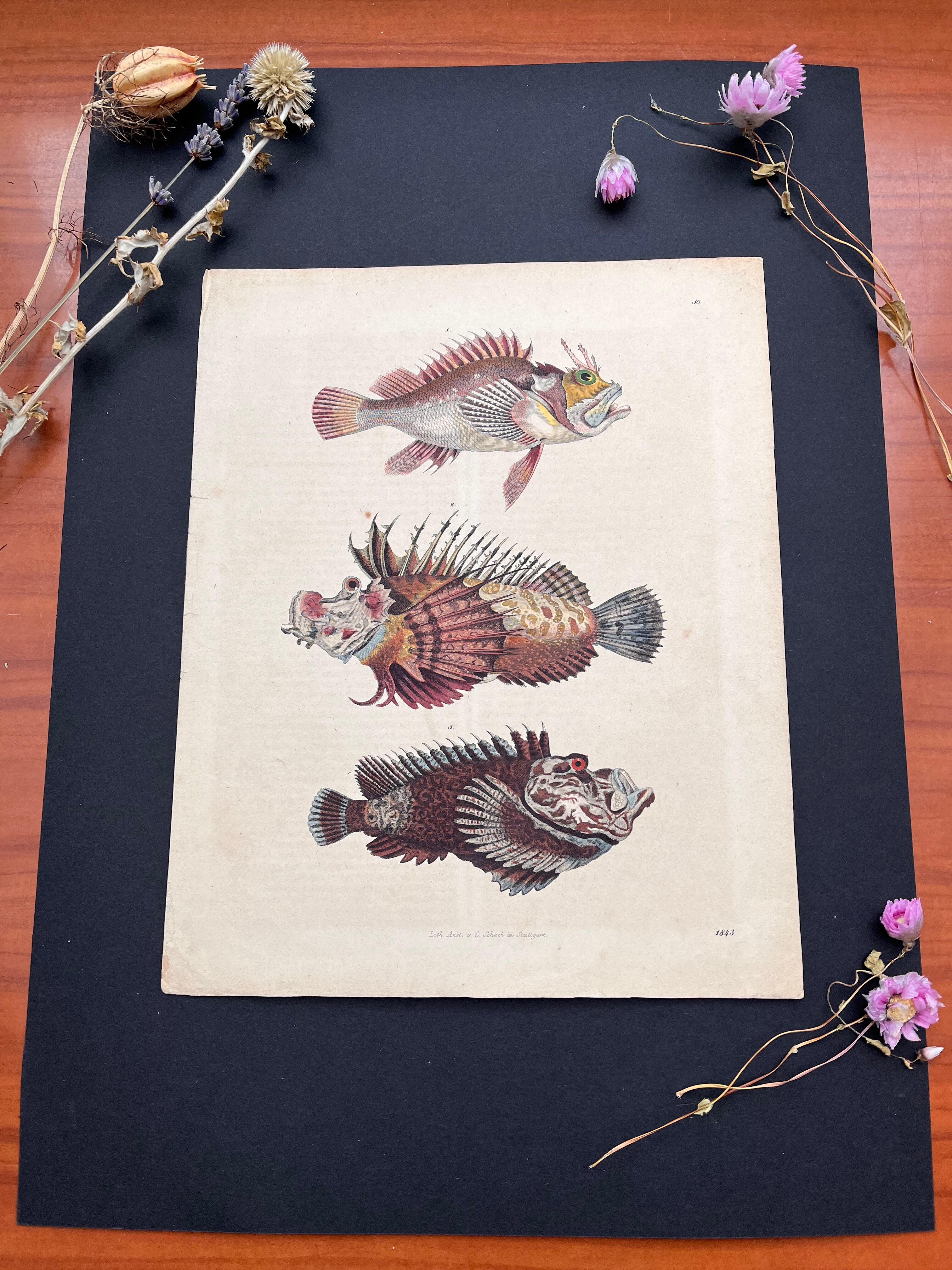 Poster (lithograph) fish
