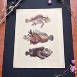 Poster (lithograph) fish