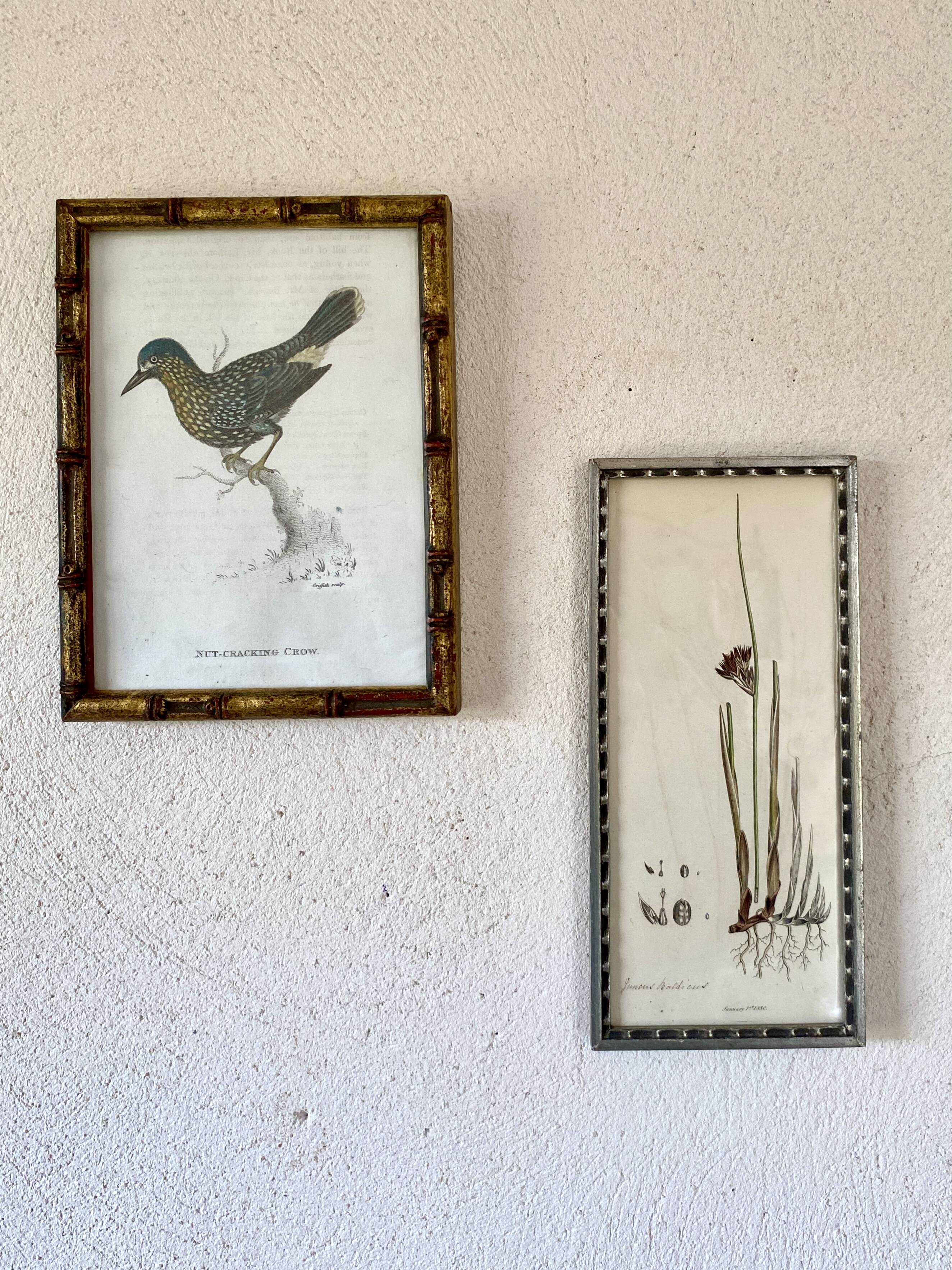 Botanical plate 1830, glazed wooden frame