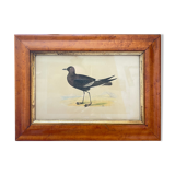 Bird lithographs