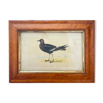 Bird lithographs