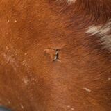 Poltrona vintage in cavallino e tessuto bianco anni ’70 modernariato