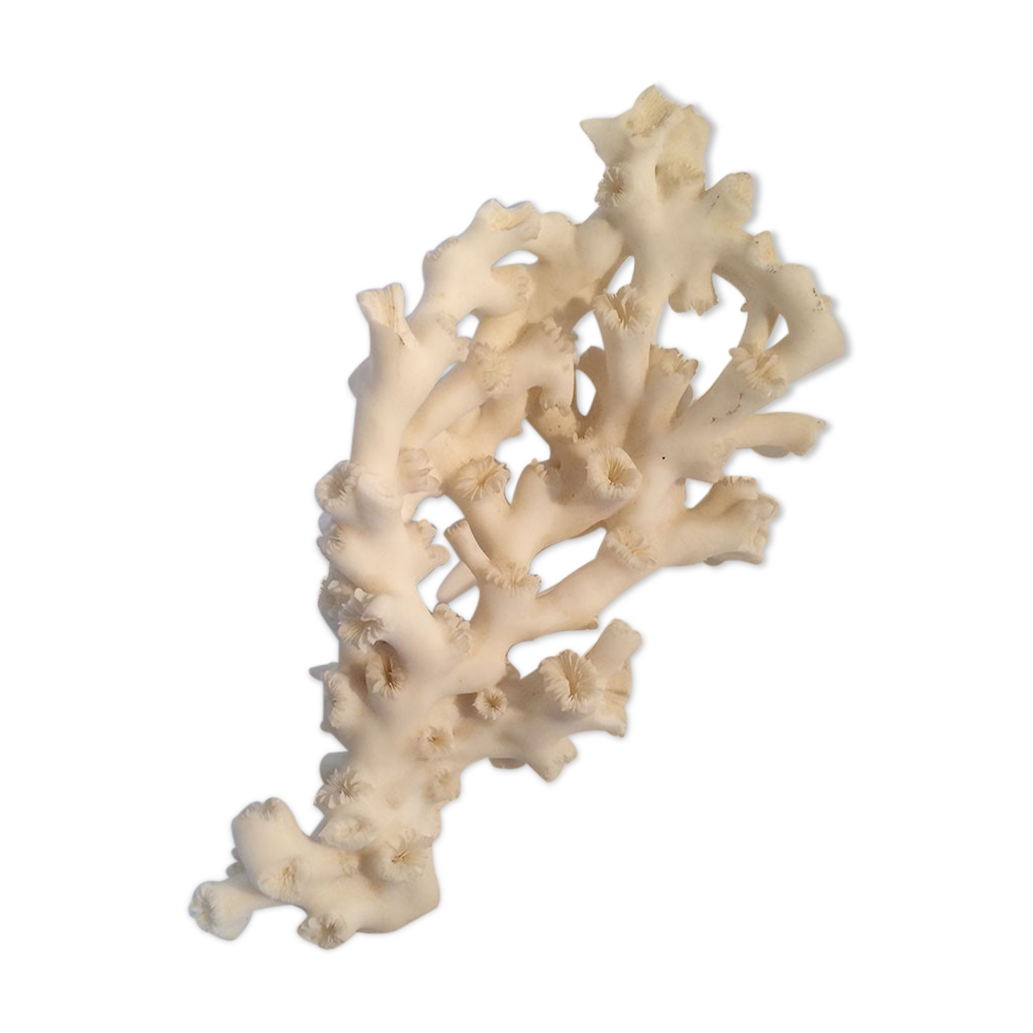 Ancient coral