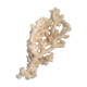 Ancient coral