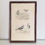 Vintage bird lithograph frame