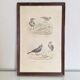 Cadre lithographie oiseaux vintage