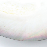 Empty pocket seashell mother-of-pearl