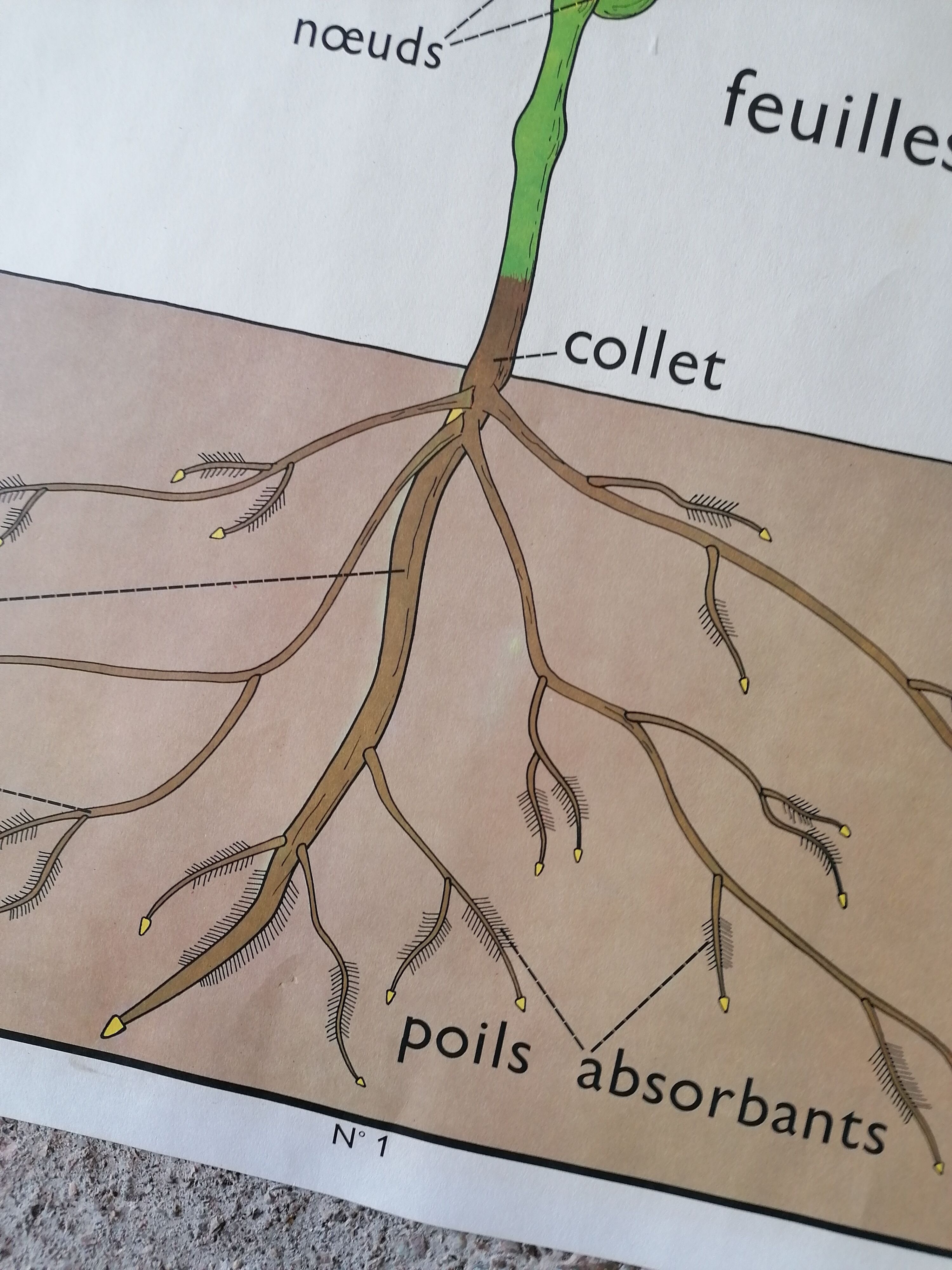 Old Rossignol educational poster: La Plante & Les Racines.